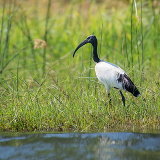 Lower Zambezi - African sacred ibis